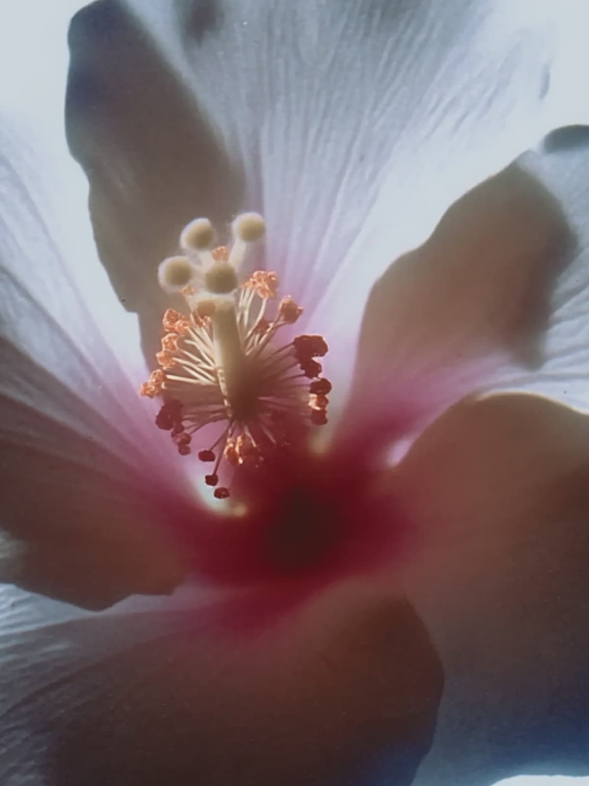 Triangel Bikini BH - Helle Melone