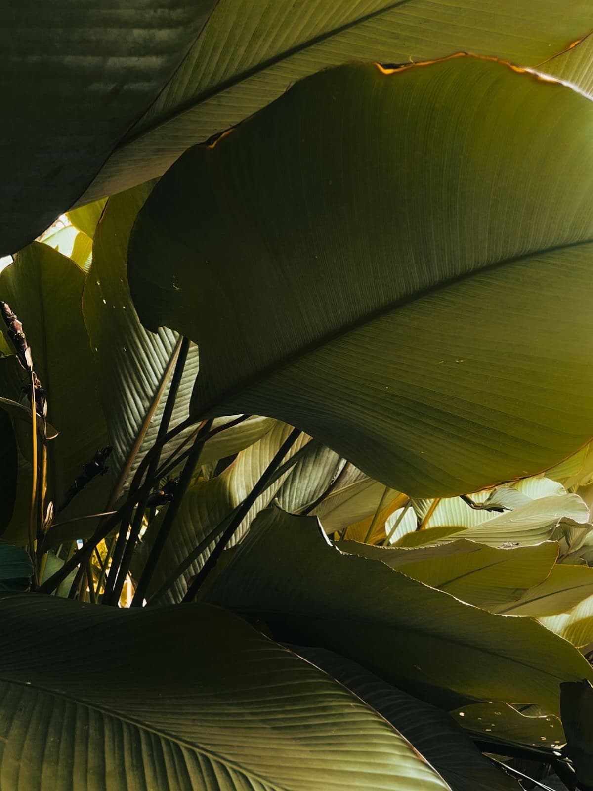 Haut de maillot de bain armatures emboîtant - Yellow Jungle