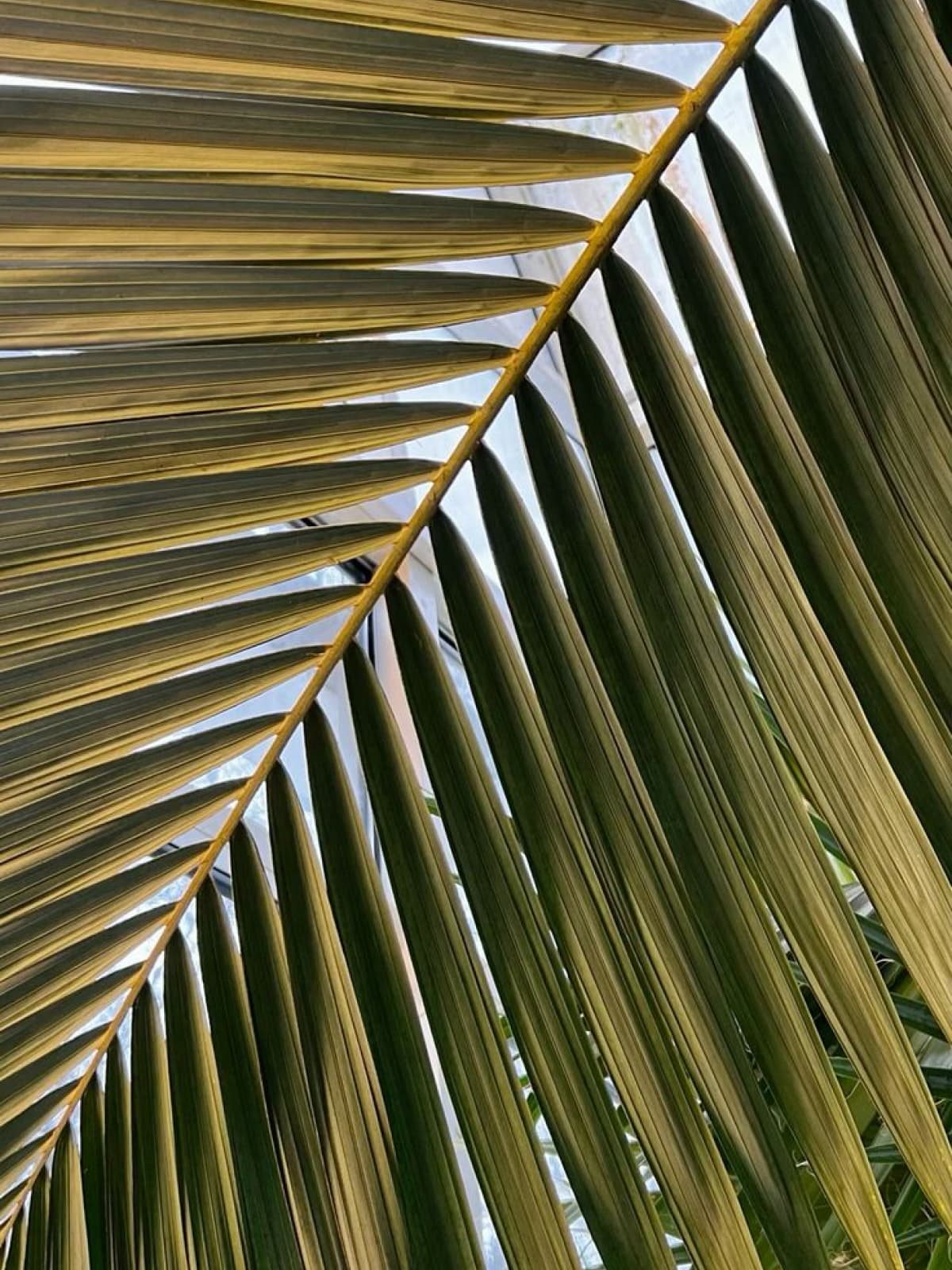 Haut de maillot de bain push-up bretelles multipositions - Perle noir